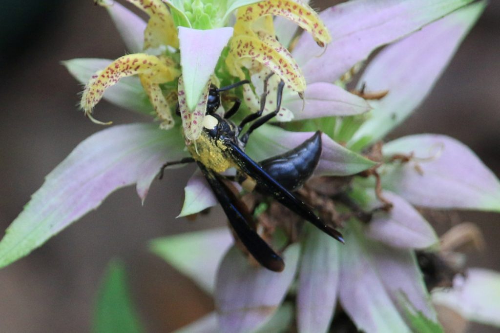 Four-toothed Mason Wasp Monobia quadridens on dotted horsemint, its back covered in yellow pollen.