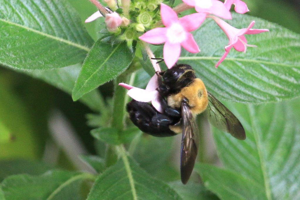 Eastern Carpenter Bee (Xylocopa virginica) on pentas.