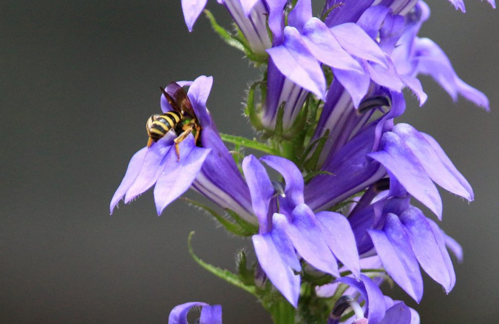 Brown-winged Striped Sweat Bee (Agapostemon splendens) on blue lobelia.