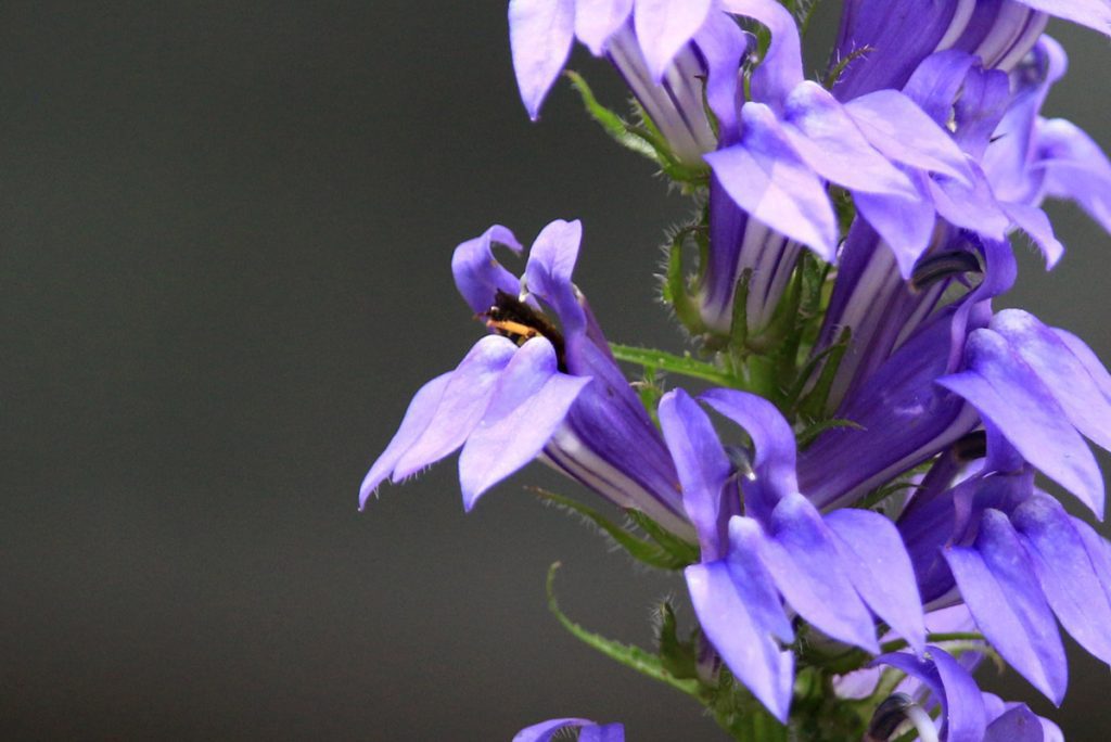 Brown-winged Striped Sweat Bee (Agapostemon splendens) on blue lobelia.