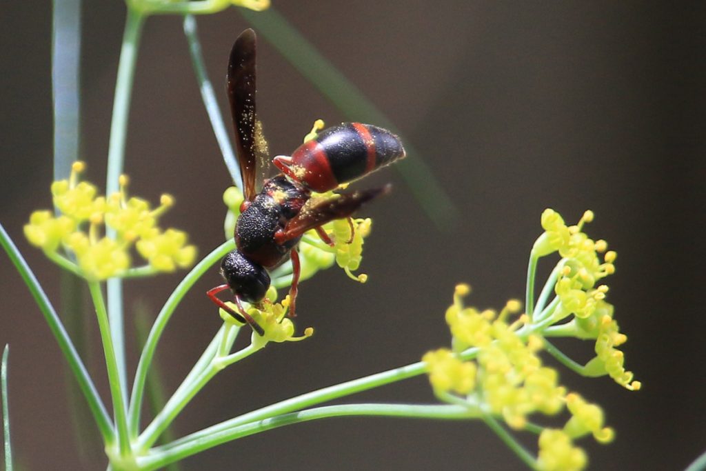 Red-marked Pachodynerus Wasp (Pachodynerus erynnis) on fennel flower.