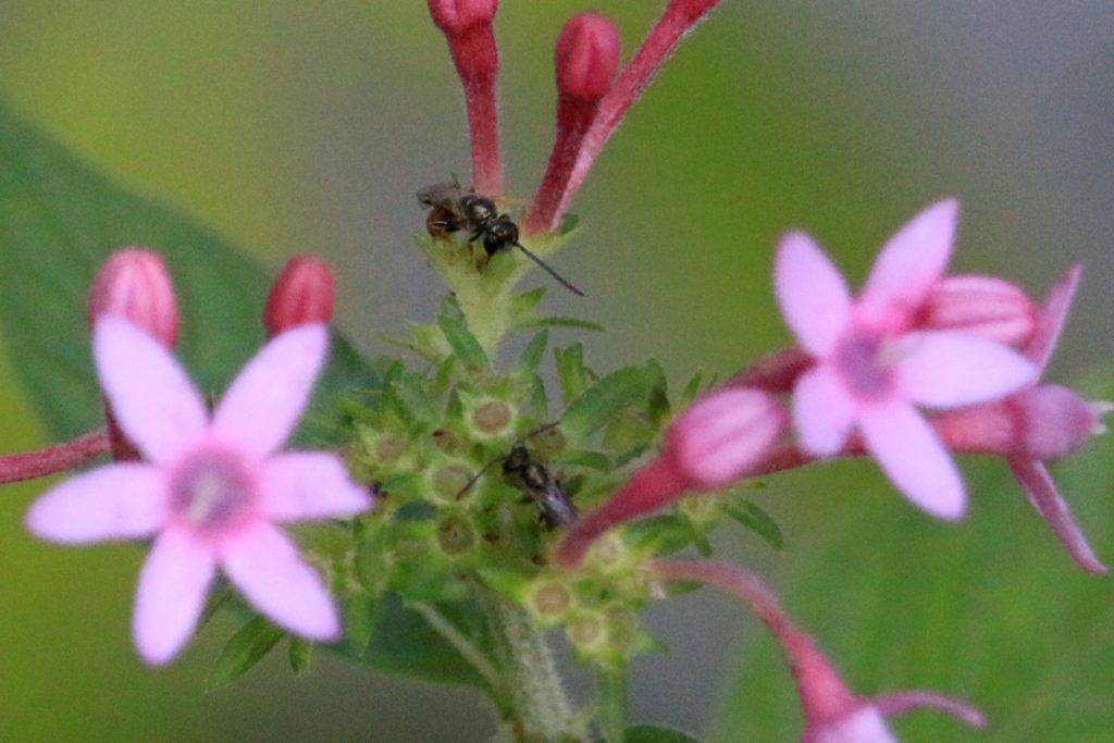 Two small bees on pentas flowers.