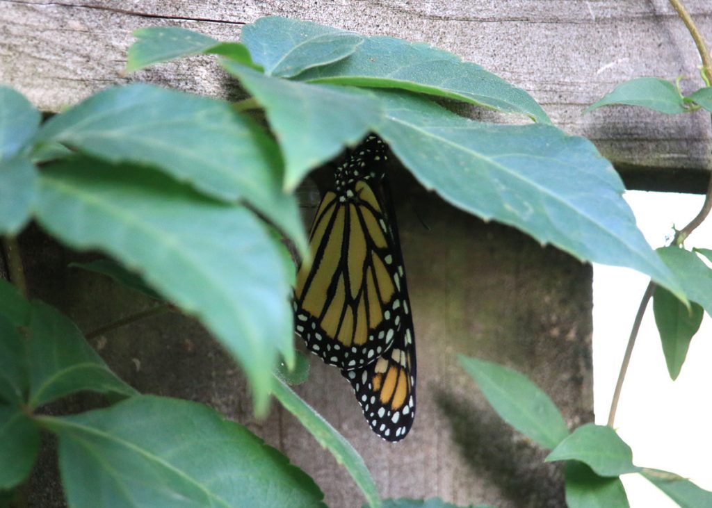 Monarch butterfly (Danaus plexippus) hanging from chrysalis, under Virginia creeper.