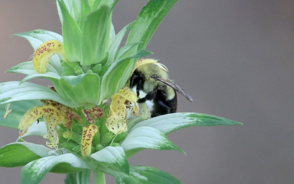 Common eastern bumblebee on dotted horsemint.