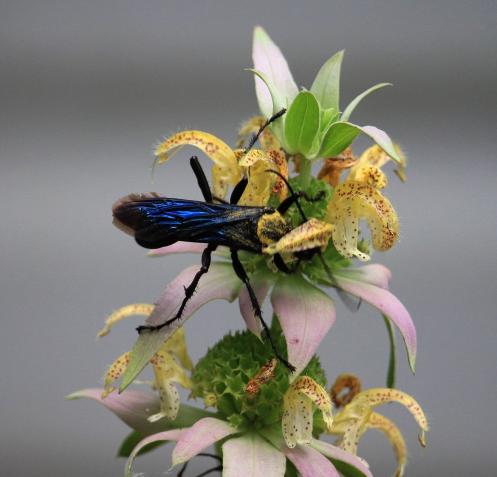 Four-toothed mason wasp on dotted horsemint (beebalm)