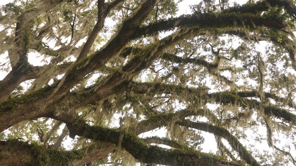 Spanish moss hangs from live oak branches by Chapman Pond.