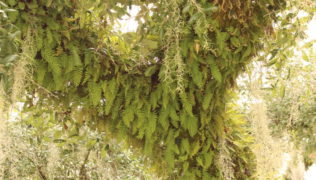 Resurrection ferns grow from a large live oak branch.