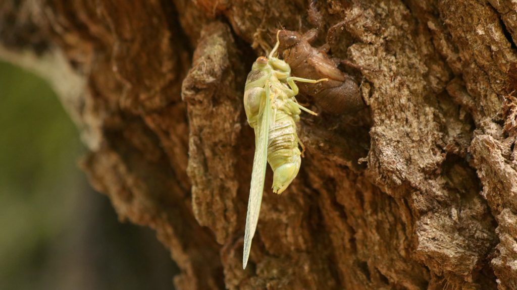 Northern dusk singing cicada, alsa known as giant oak cicada (Megatibicen auletes), on the Lichgate oak.