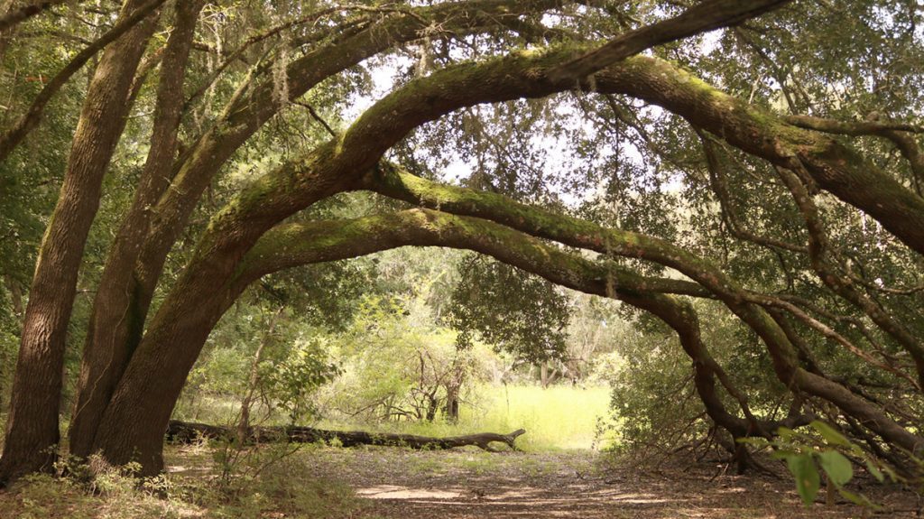 A mostly sideways growing live oak in a forested environment.