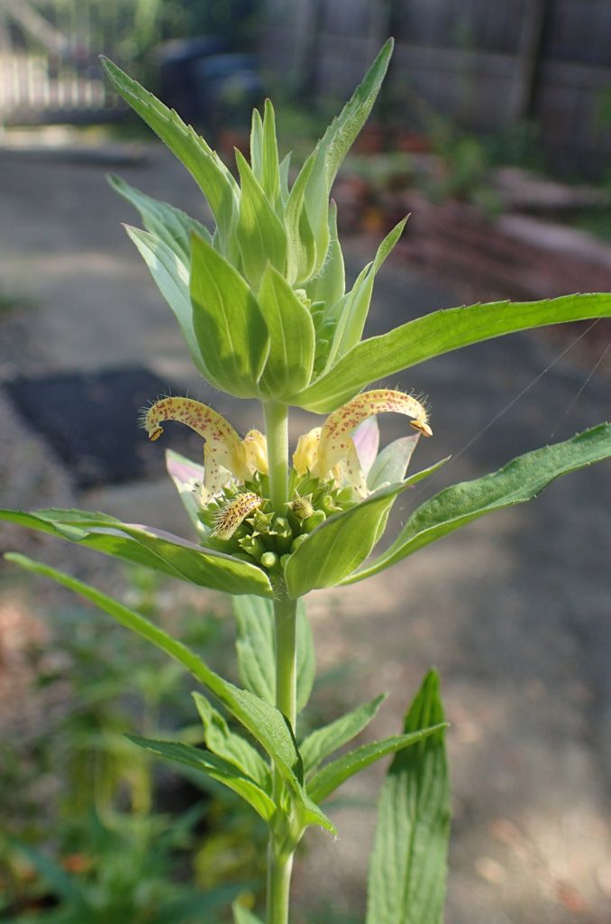 Dotted horsemint, also dotted beebalm (Monarda punctata), starting to flower.