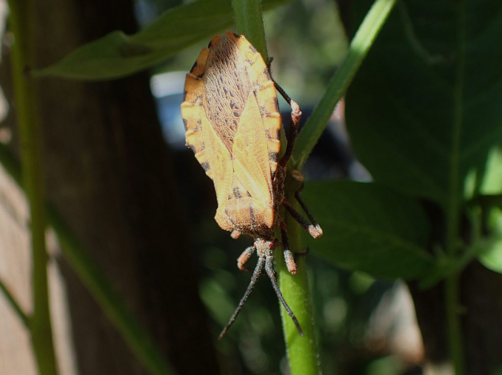 Spartocera fusca, a leaf footed bug.