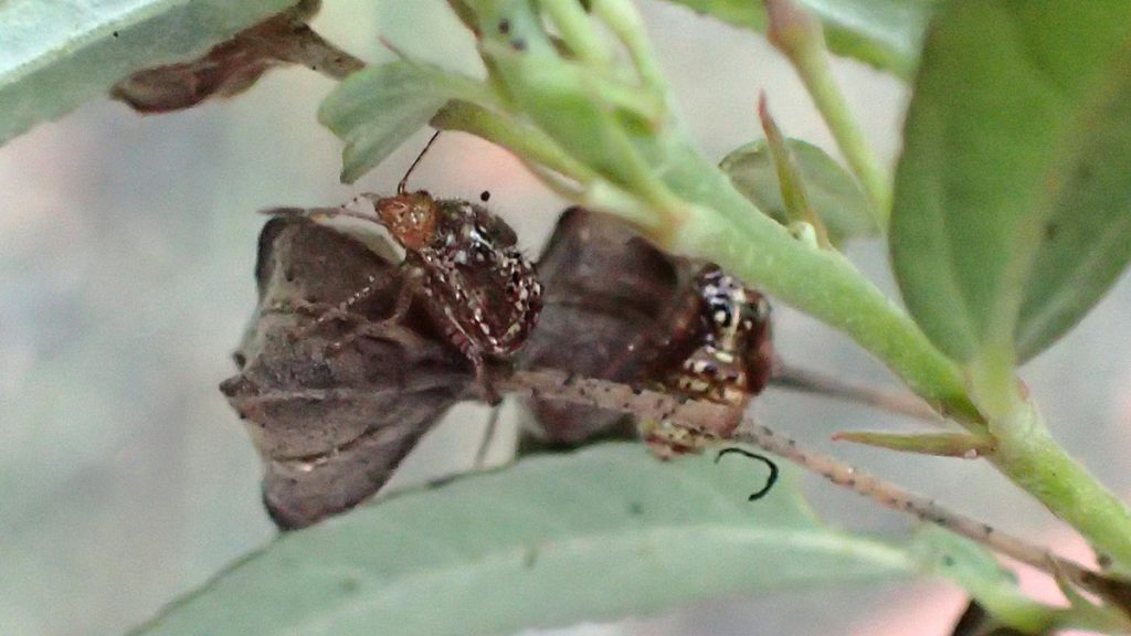 Probably two Niesthrea louisianica, a scentless plant bug, in some larval form.