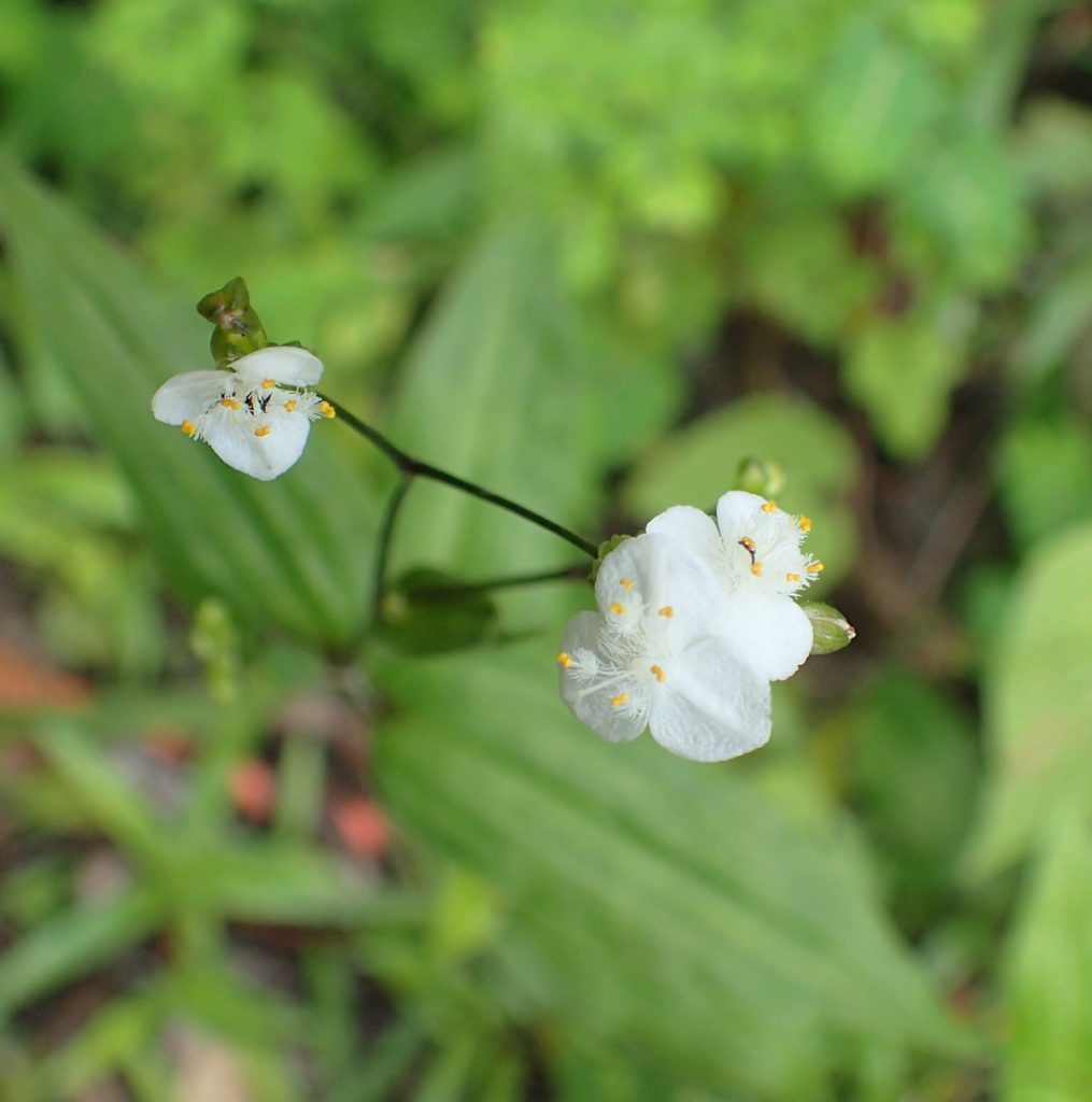 Tradescantia fluminensis, small-leaf spiderwort