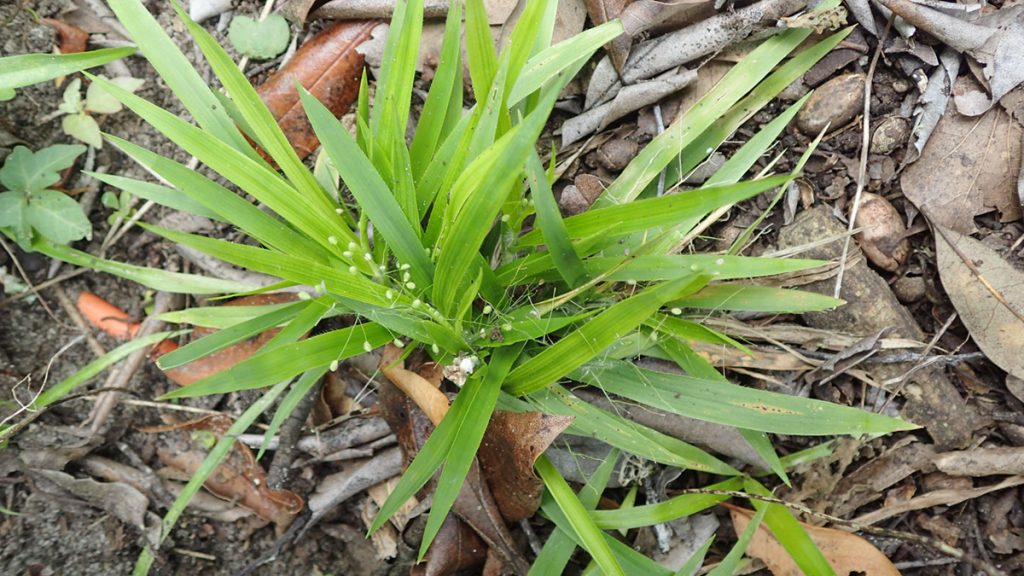 Likely panic grass (Dichanthelium genus).