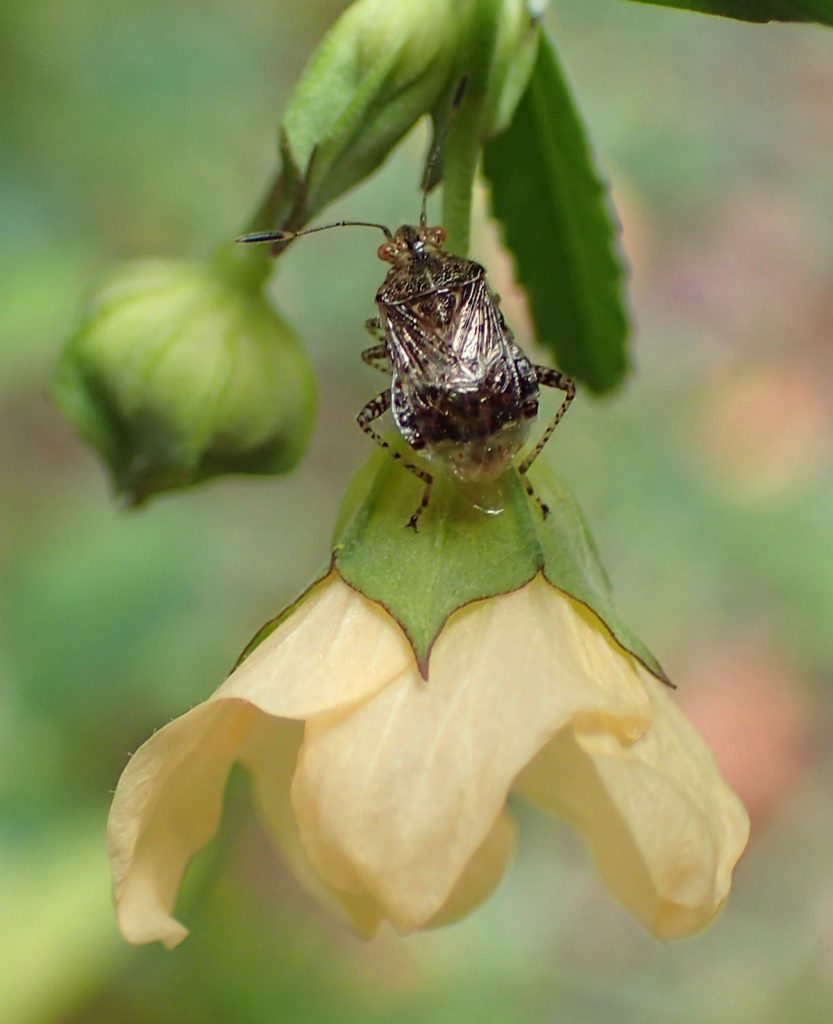 Niesthrea louisianica on fanpetal flower.