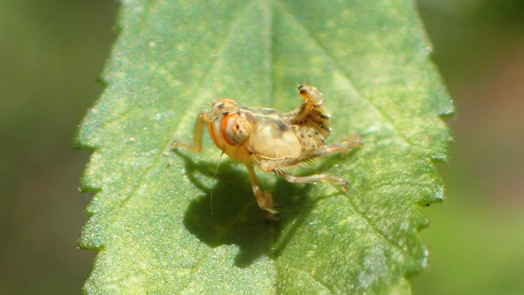 Possibly a leaf hopper nymph.