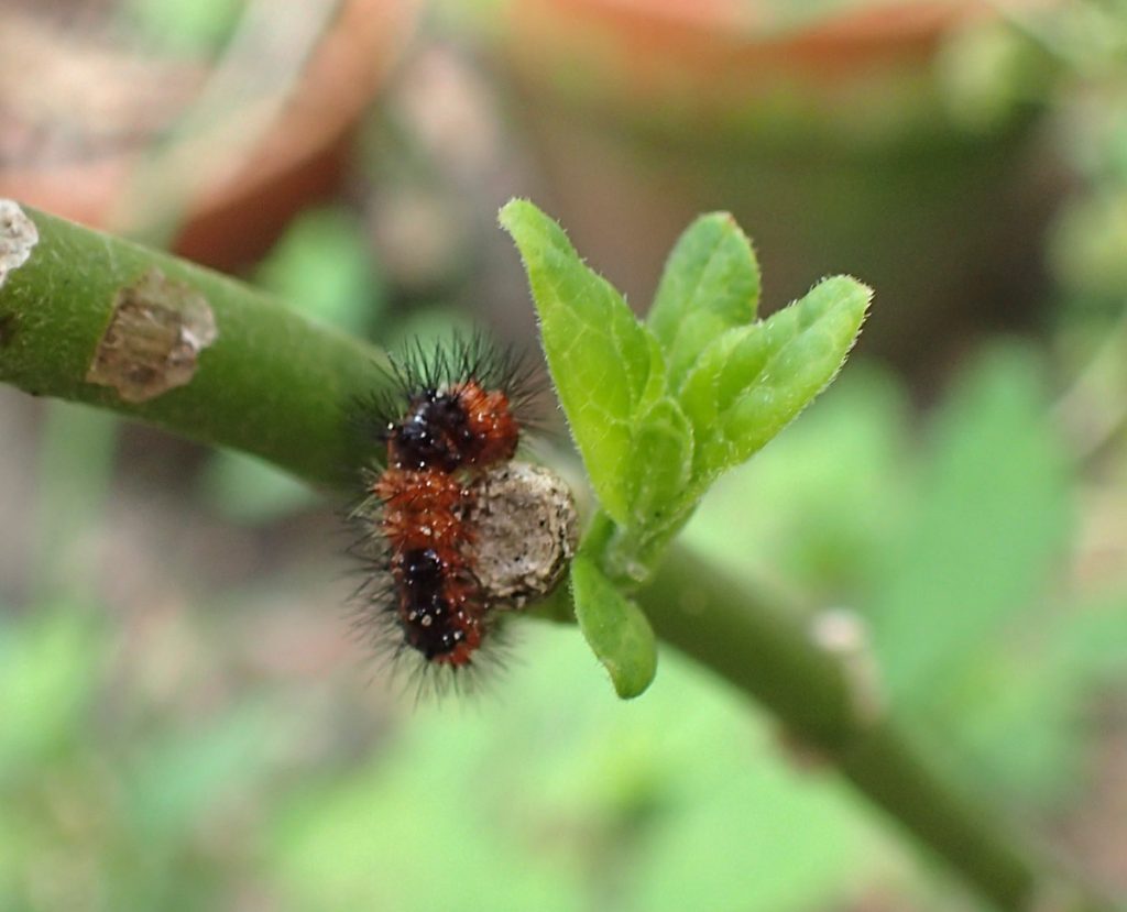Younger instar giant leopard moth caterpillar on milkweed.