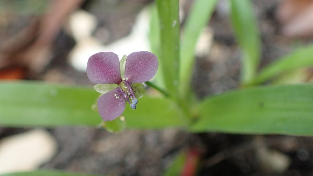  Virginia Spiderwort (Tradescantia virginiana).