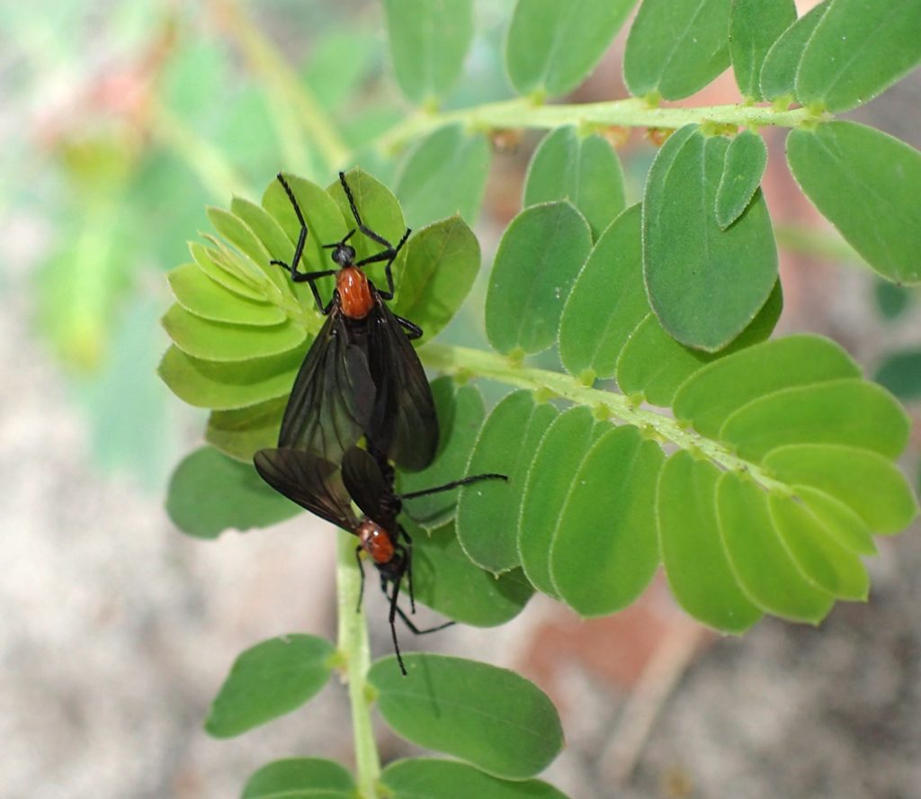 Love bugs (Plecia nearctica) loving it up on chamberbitter.