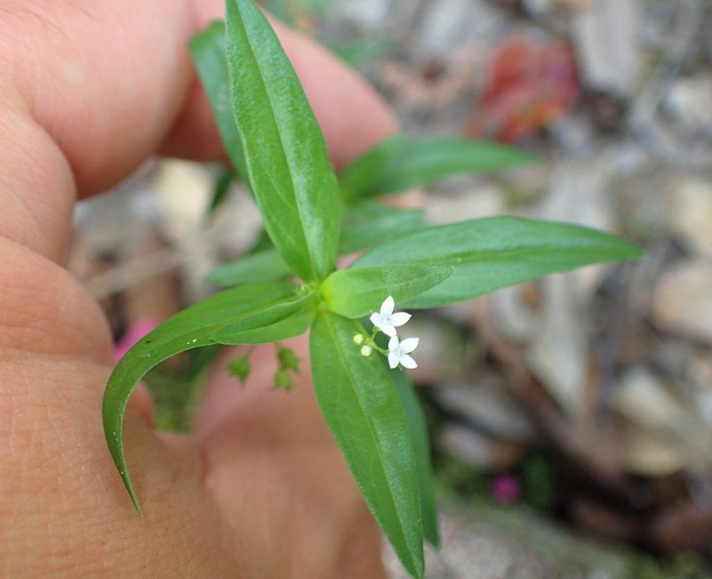 Old World Diamond Flower (Oldenlandia corymbosa)
