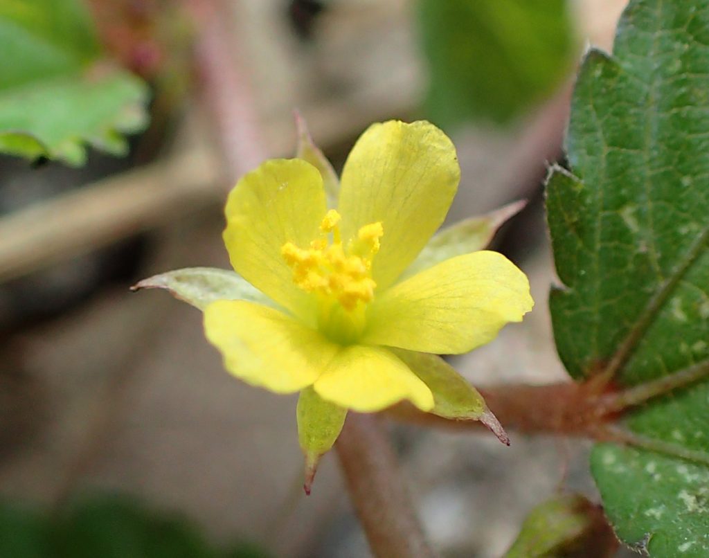 A flower of the Malvaceae family, possibly in the genus Corchorus.