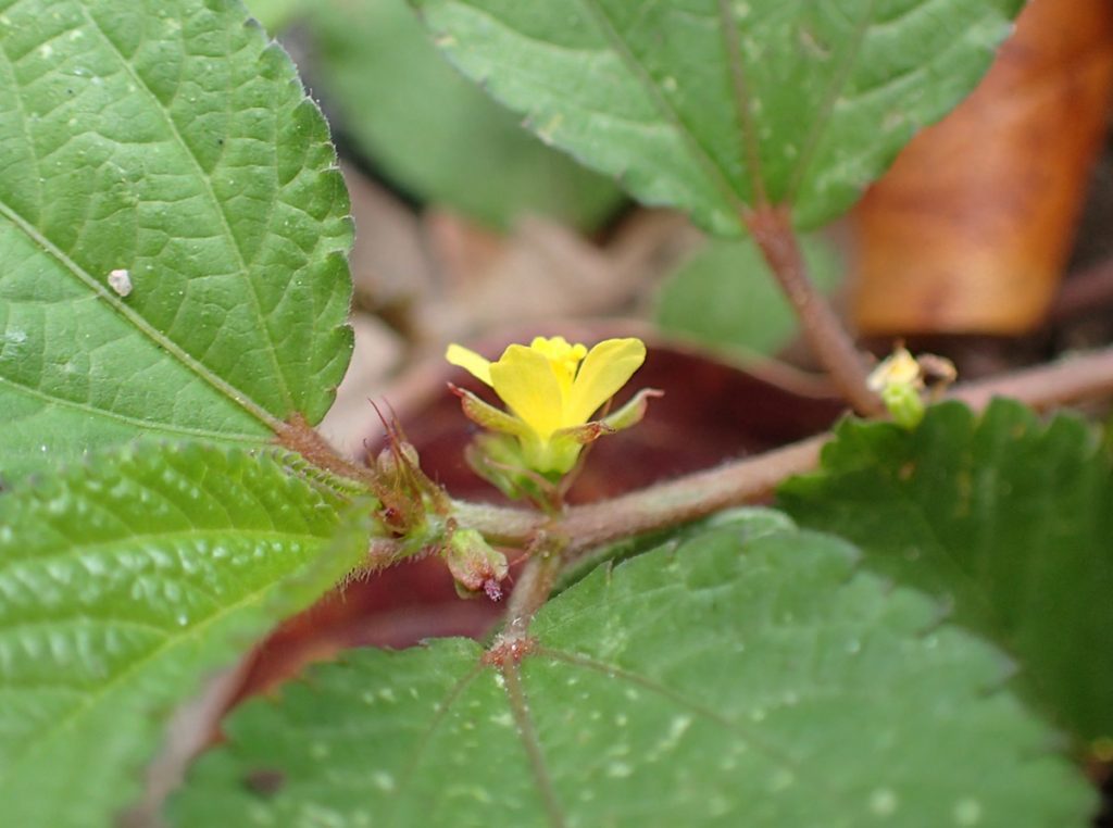 A flower of the Malvaceae family, possibly in the genus Corchorus.