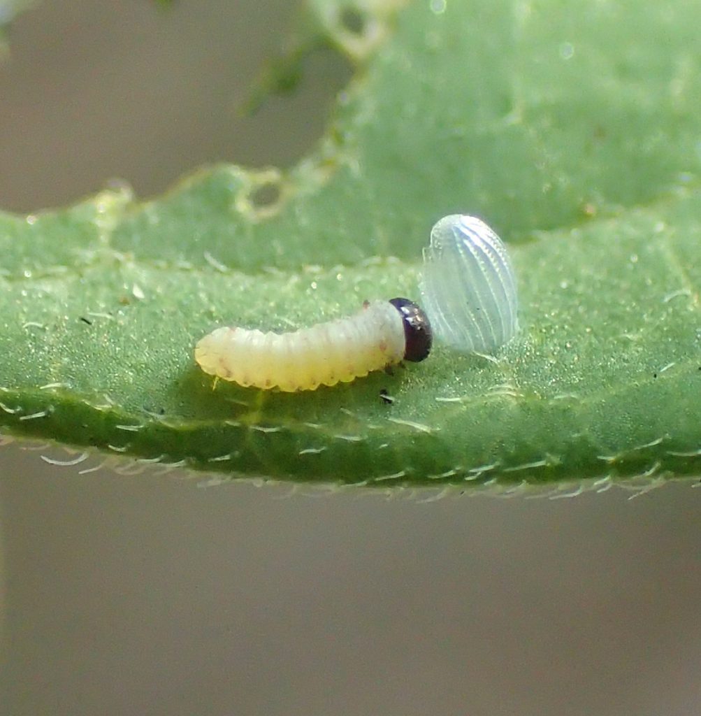 Recently hatched monarch caterpillar next to its egg.