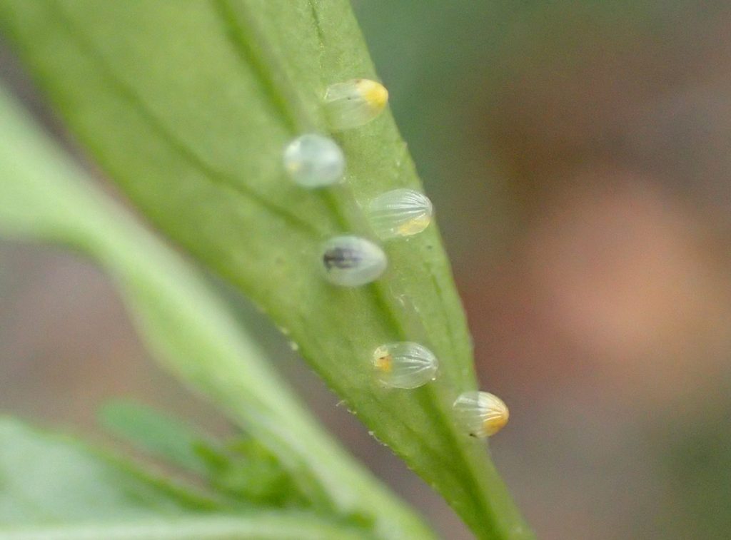 Several apparently recently hatched monarch eggs with black or yellow material in them.