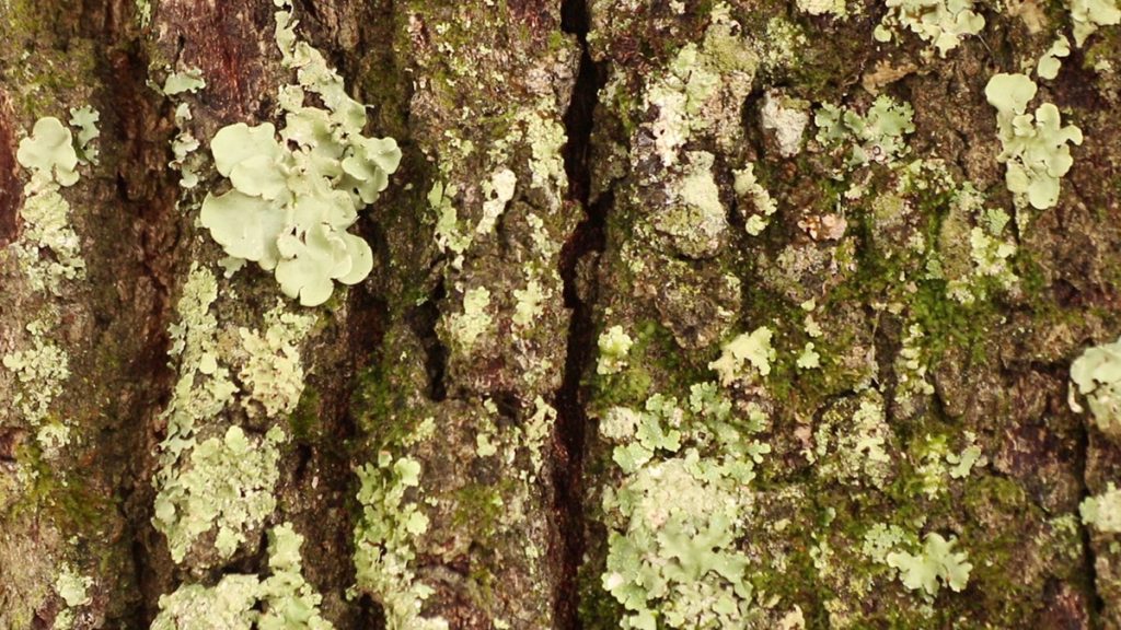 Lichen on the bark of a live oak.