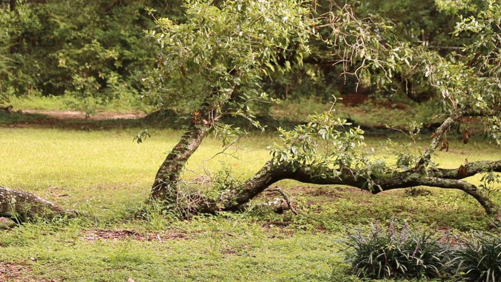 A low lying branch on the lichgate oak rests on the ground.
