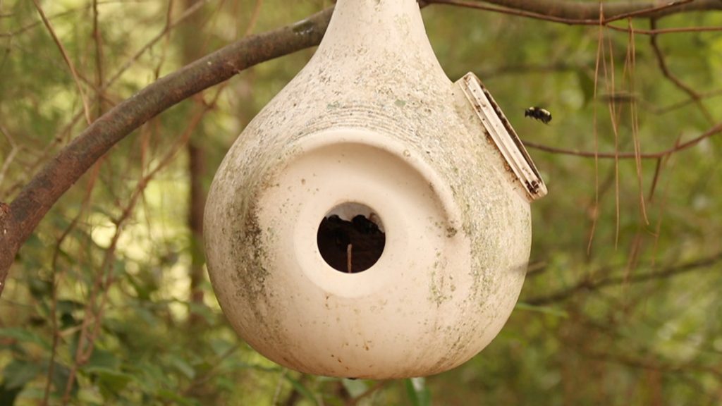 Bird gourd housing an American bumblebee nest.