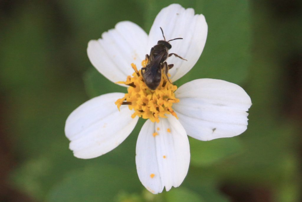 A bee in the genus Lasioglossum on Bidens alba.