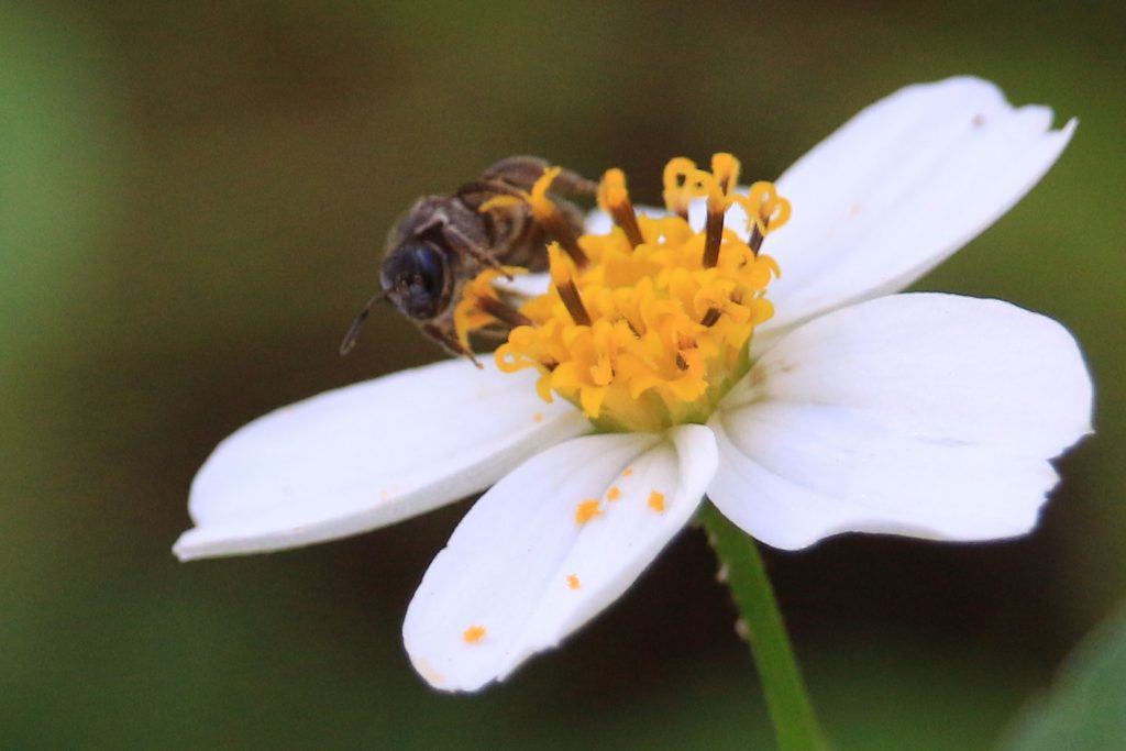 A bee in the genus Lasioglossum on Bidens alba.