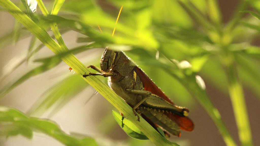 obscure bird grasshopper (Schistocerca obscura)
