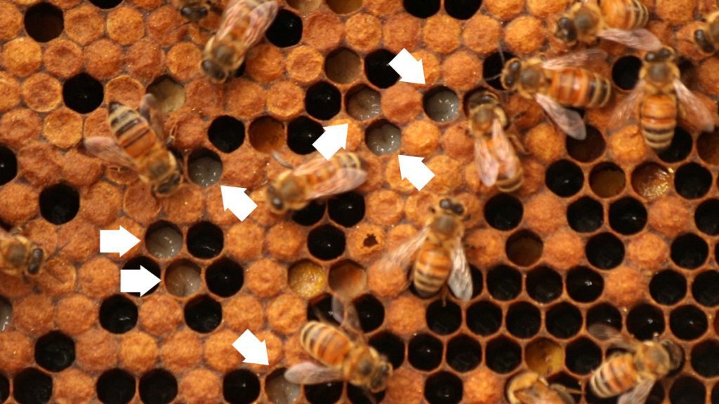 Honeybee larvae in a hive frame. Many are capped, but you can see the larvae in in those that are the uncapped.