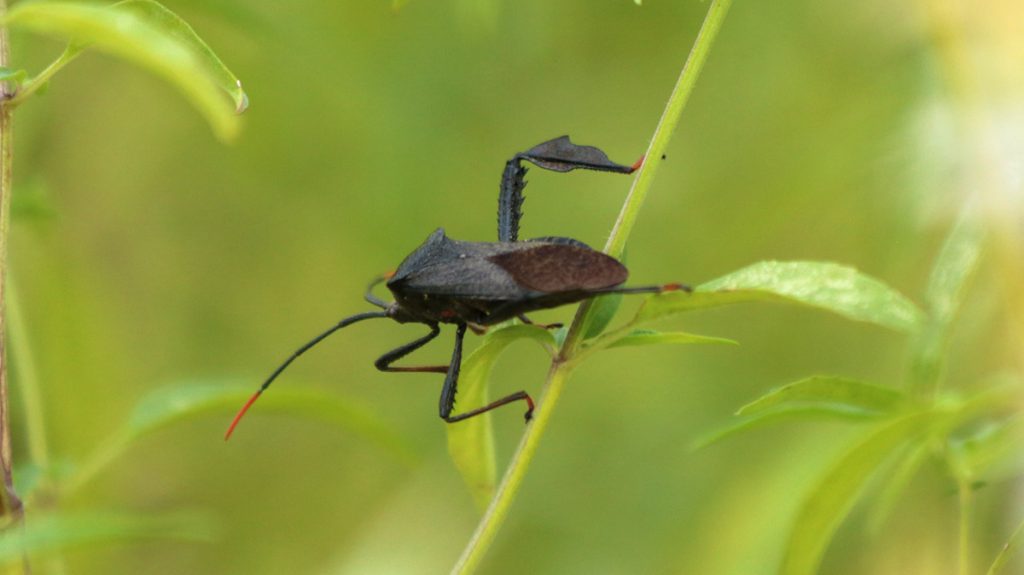 Acanthocephala terminalis, a leaf footed bug.