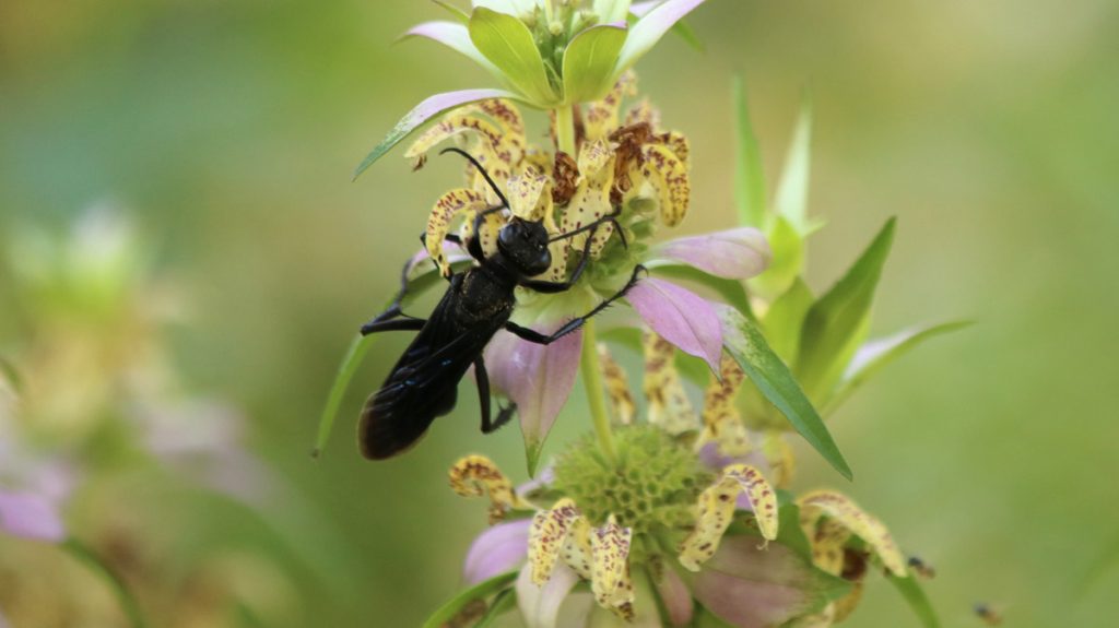 Great Black Digger Wasp (Sphex pensylvanicus), a large black shiny wasp, on spotted beebalm