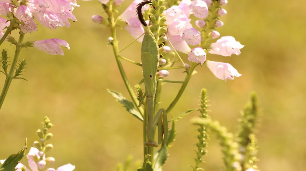 A Carolina mantis (Stagmomantis carolina) lies in wait, camouflaged on a false dragonhead flower.