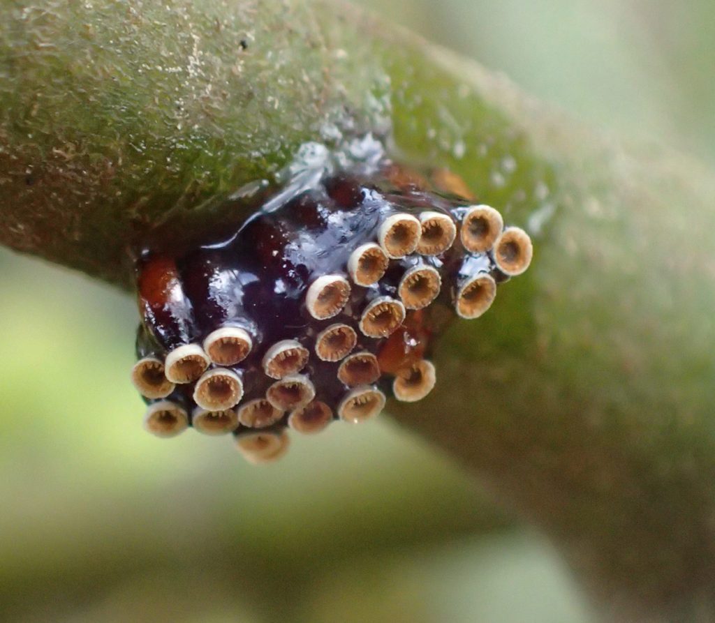 Assassin bug eggs on mistletoe stem.