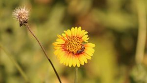 Poey's furrow bee, a species of small bee, on yellow flower.