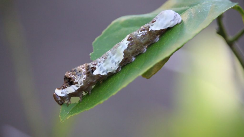 Giant swallowtail caterpillar eats a Meyer lemon leaf.