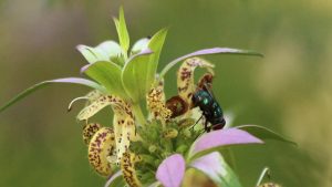 Oriental latrine fly (Chrysomya megacephala) on beebalm.