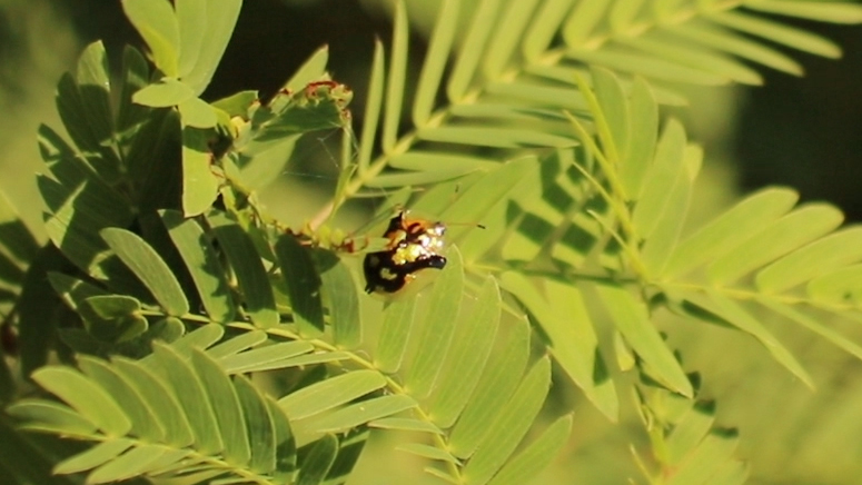 Mottled tortoise beetle (Deloyala guttata) on sensitive plant (Mimosa pudica).