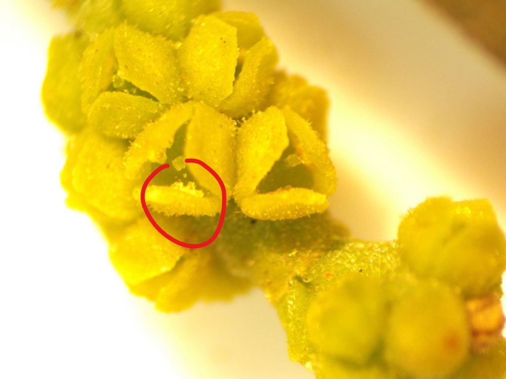 Male mistletoe flower, stamens highlighted in red circle.