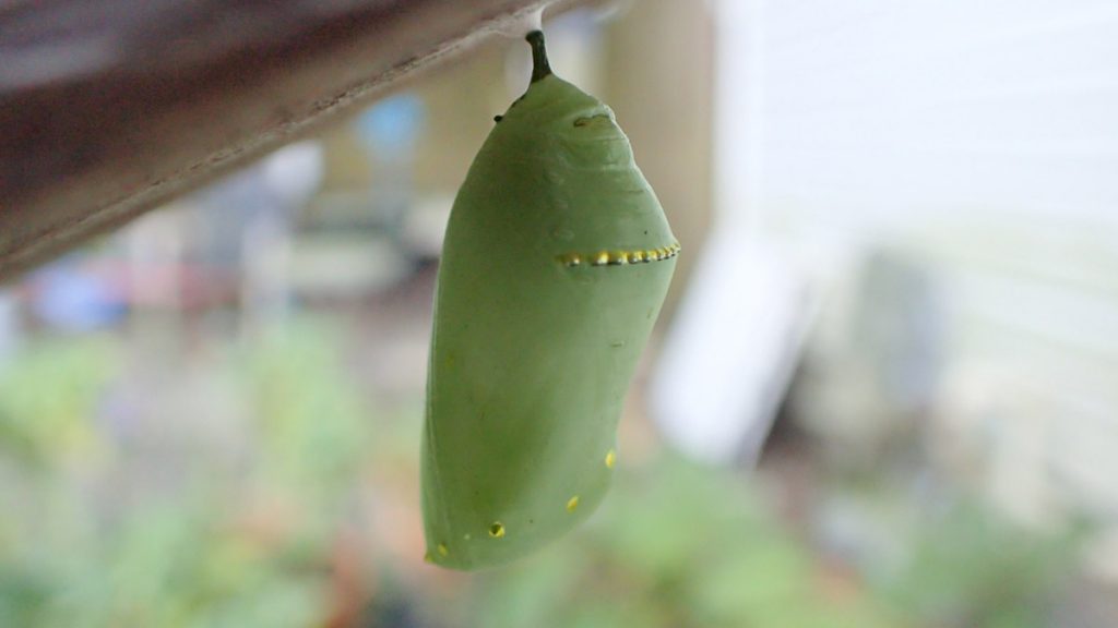 Monarch chrysalis, under the railing to my back stairs.