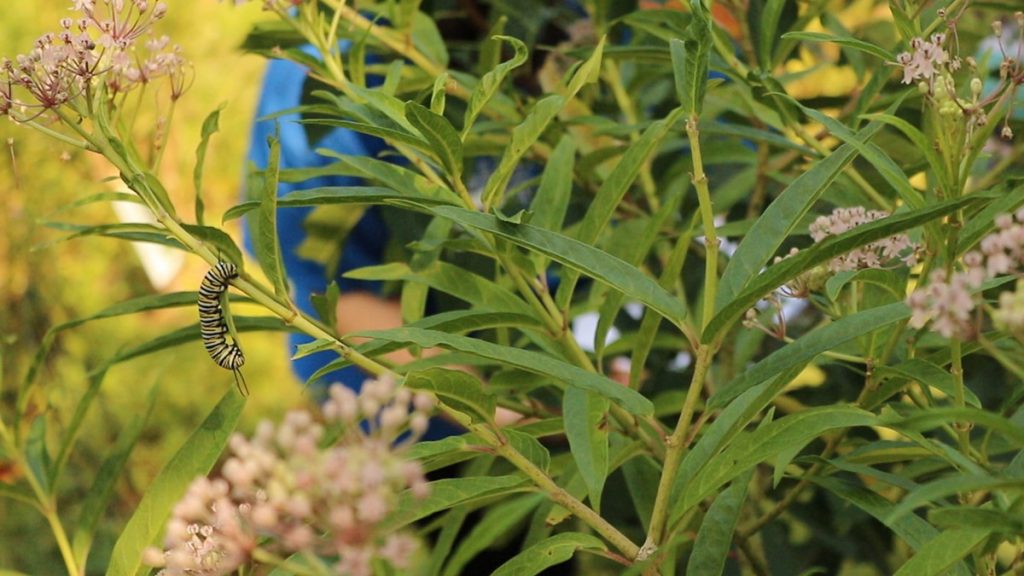 Citizen scientists observe a monarch caterpillar on pink swamp milkweed.