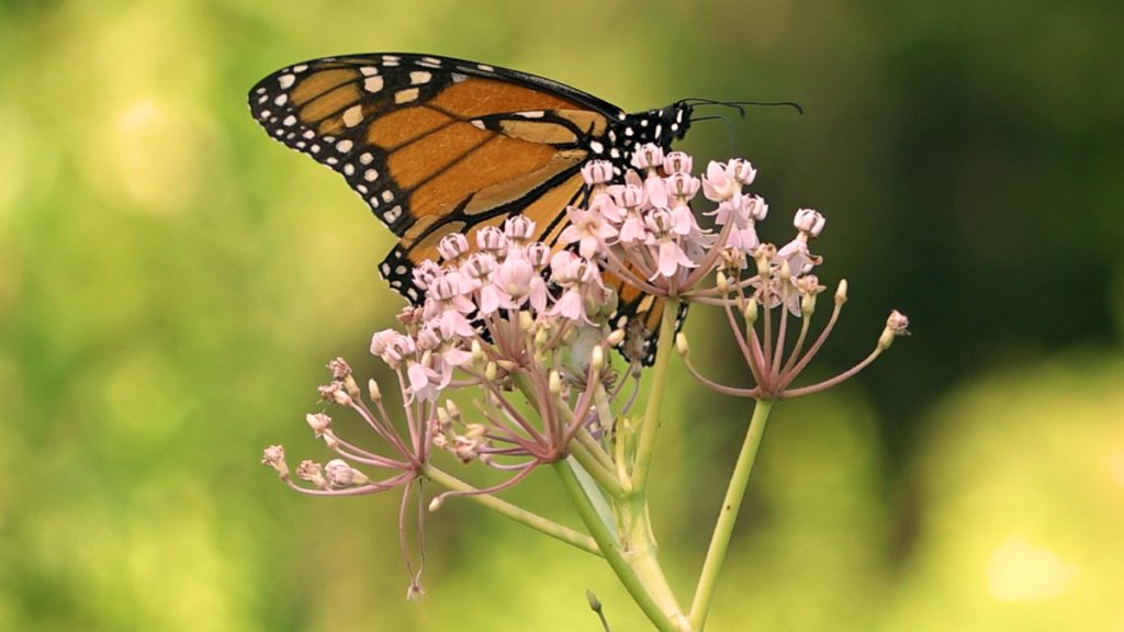 Monarch butterfly on pink swamp milkweed.