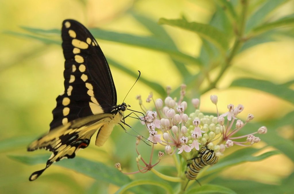 Giant swallowtail butterfly feeds on pink swamp milkweed flowers as they're eaten by a monarch caterpillar.