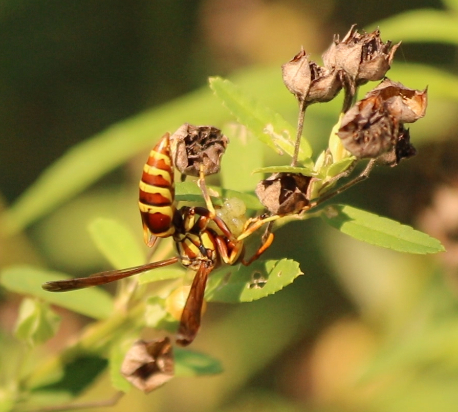 Guinea paper wasp with insect larva on fanpetal.