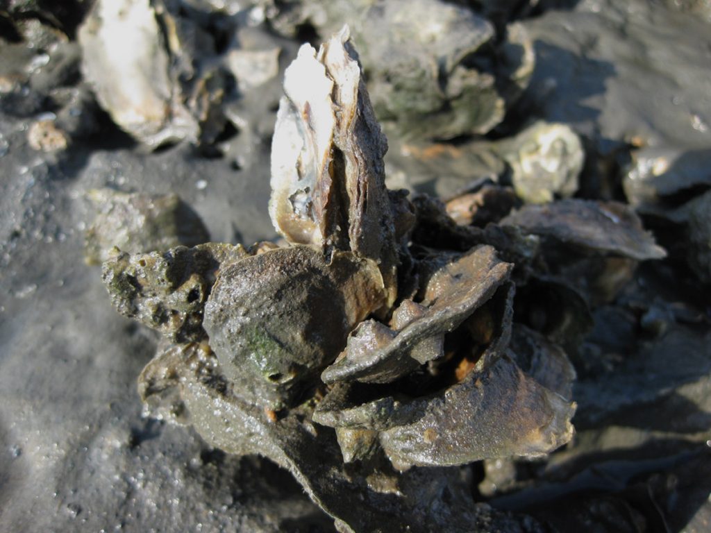 Clump of American Oysters (Crassostrea virginica)